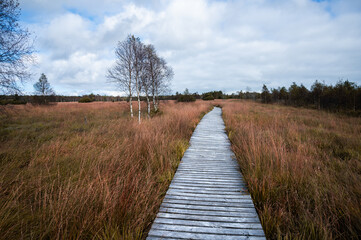 Fototapeta premium a wooden footbridge for through grassland towards a coniferous forest at the edge stands a birch tree