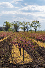 Fototapeta na wymiar Blooming peach orchard near Valtice, Southern Morava, Czech Republic