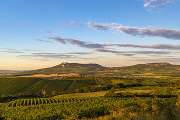 Fototapeta na wymiar Vineyards under Palava near Dolni Dunajovice, Southern Moravia, Czech Republic