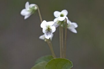 Closeup shot of blooming white violet flowers