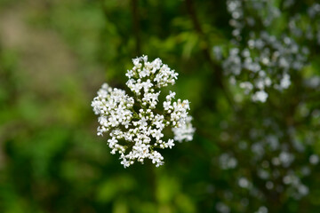 Common valerian