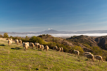Grazing sheep in the fields of Tuscany, Italy