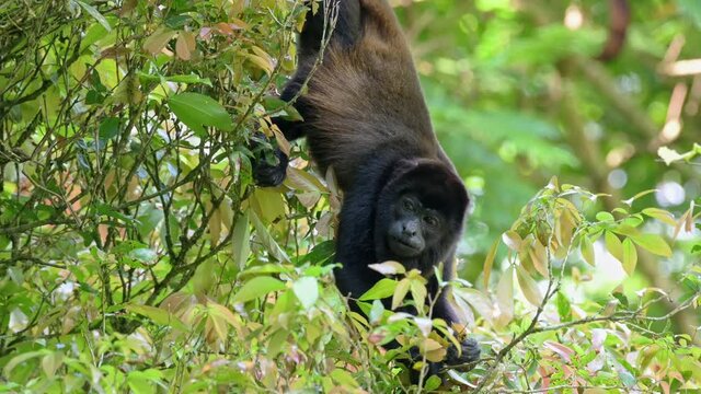 mantled howler (Alouatta palliata), Parque Nacional Braulio Carrillo, Costa Rica, Central America