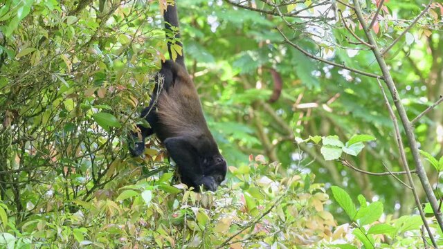 mantled howler (Alouatta palliata), Parque Nacional Braulio Carrillo, Costa Rica, Central America