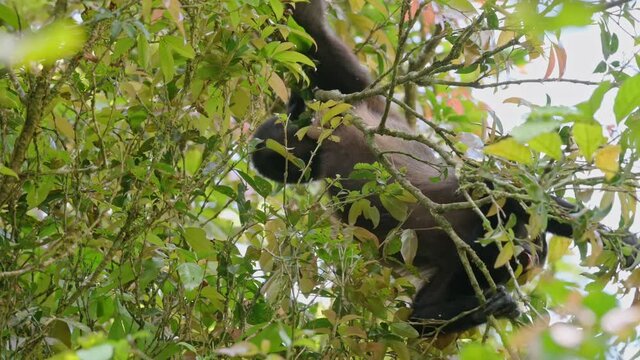 mantled howler (Alouatta palliata), Parque Nacional Braulio Carrillo, Costa Rica, Central America