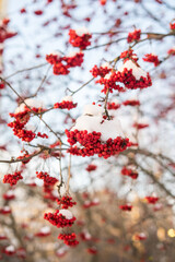 Red bunches of viburnum on the bush during a snowfall