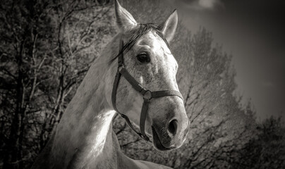 Portrait of a young horse, black and white photo. The head of a thoroughbred horse. Young foal at the farm, bottom view.