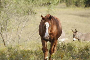 Sorrel gelding horse with blue eye in Texas field, mini donkeys in blurred background.