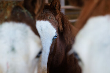 Bald face and blue eyes of young horses on ranch closeup.