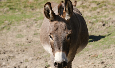 Naklejka na ściany i meble Miniature donkey portrait closeup with farm field blurred background.