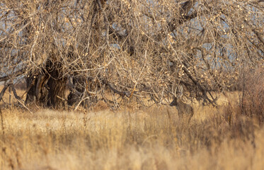 Buck Whitetail Deer in the Rut in Colorado in Fall