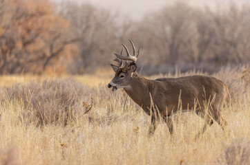 Buck Whitetail Deer in the Rut in Colorado in Fall