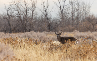 Buck Whitetail Deer in the Rut in Colorado in Fall