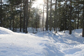 Fototapeta premium snow covered trees
