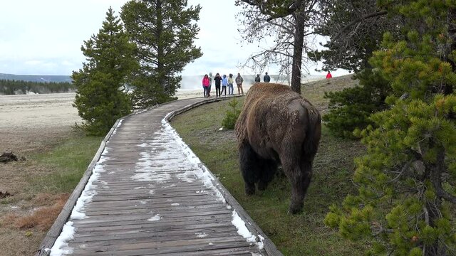 American bison is very close to tourists on the Fountain Paint Pot Trail. Yellowstone NP, Wyoming, USA