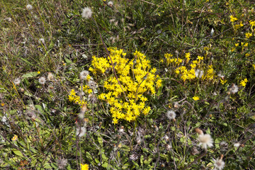 medicinal wild plants in the field in the wilderness
