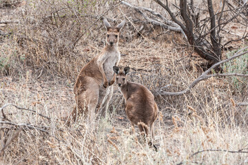 Close up of a wild Kangaroo and a Joey in a dry and barren landscape looking warily and...