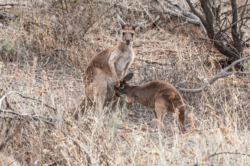 A young but already too large Kangaroo tries to crawl into the pouch of its observant mother or...