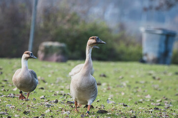 Schwanengas auf Wiese