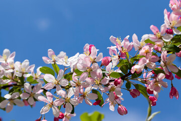 beautiful fruit tree blooming with red flowers