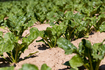 cultivation of sugar beet for the production