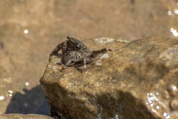 Characteristic specimen of Mediterranean crab on rocks