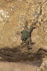 Characteristic specimen of Mediterranean crab on rocks