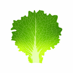 Cabbage lettuce leaf isolated. Fresh lettuce leaves, vegetarian diet salad, and healthy garden herbs. Vector illustration