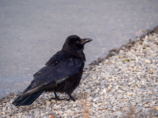 Raven dries up