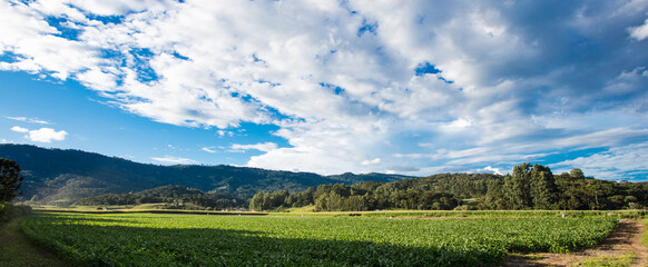 Rural landscape in southern Brazil with corn plantation.