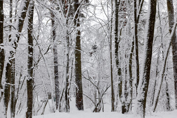 Fototapeta premium park in the winter season