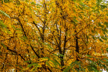 Obraz premium View of the autumn foliage of a tree