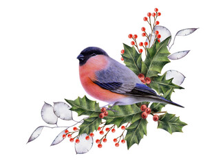 Bullfinch on a branch.  Christmas composition, realistic detailed set with a bullfinch on the branches. Hand-drawn with colored pencils. Elements of winter design for Christmas, New Year, holidays.