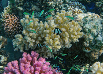 underwater world of corals and fishes