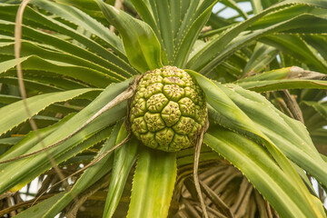 Screw pine pandanus tectorius closeup