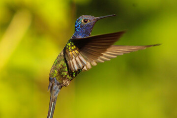 Swallow-tailed Hummingbird in flight