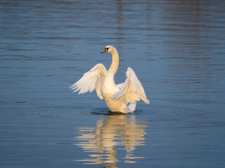 The beauty and elegance of a swam spreading its wings on the shores of the Upper Zurich Lake (Obersee), Rapperswil-Jona, St. Gallen, Switzerland