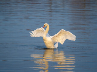 The beauty and elegance of a swam spreading its wings on the shores of the Upper Zurich Lake...