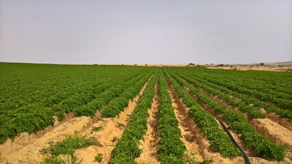 Fototapeta na wymiar Kartoffeln in der Wüste