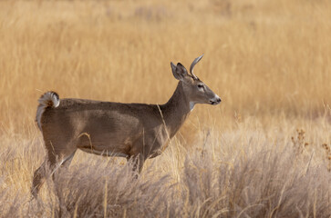 Naklejka na ściany i meble Buck Whitetail Deer in the Rut in Colorado in Fall
