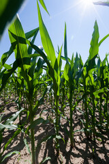 green young corn in an agricultural field