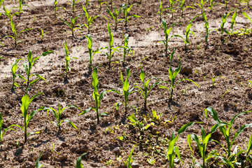 green young corn in an agricultural field