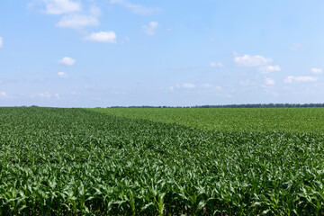 young green immature corn in the field
