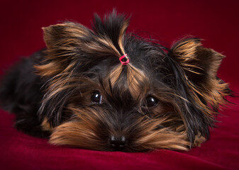Naklejka premium Puppy Yorkshire terrier on a burgundy background.