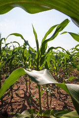 green young corn in an agricultural field