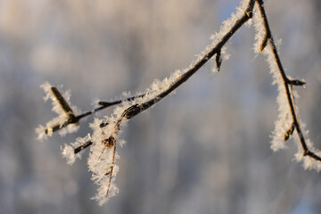 branches of a tree