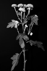 bouquet of white flowers 