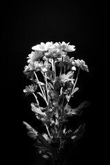 white chrysanthemum in vase
