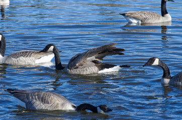 Canada Geese in Blue Waters