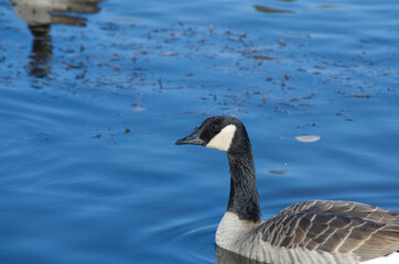 Canada Goose in Blue Waters